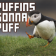 puffinpuffer2985's Avatar