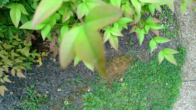 lumia-1020-leaf-focus