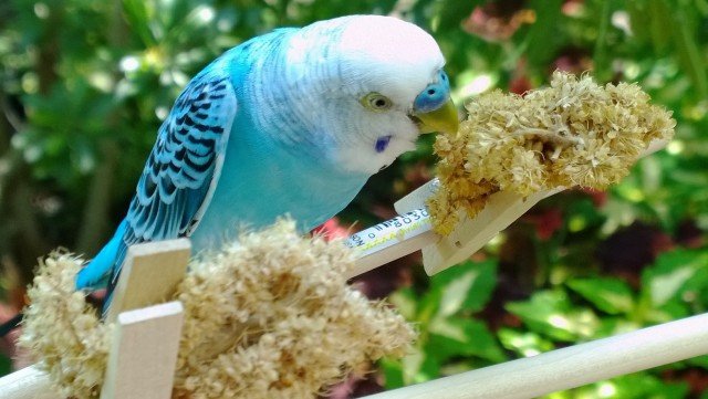 lumia-1020-bird-reframe