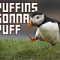 puffinpuffer2985's Avatar