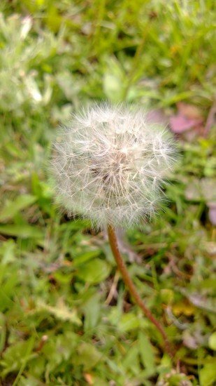 928-dandelion