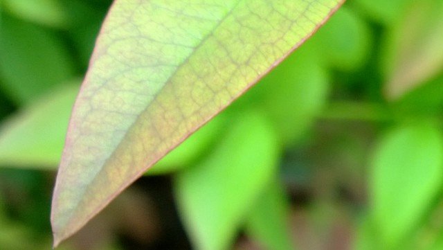 lumia-1020-leaf-zoom