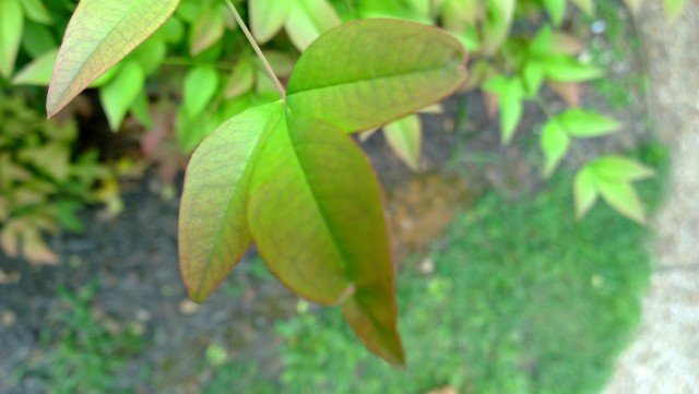 nokia-1020-leaf-highres